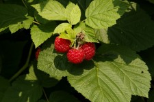 Raspberries on bush