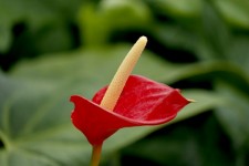 Czerwony kwiat anturium