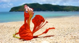 Red Flower On Sand