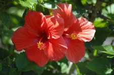 Rode Hibiscus bloemen