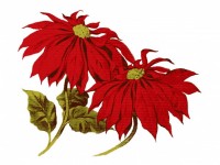 Red Poinsettia Flowers Clipart