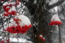 Bayas rojas del invierno en la nieve