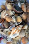 Sea Shells Of All Sorts