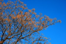 Сирень дерево в голубое небо