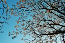 Сирень дерево на синем небе
