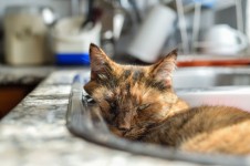 Nap In The Sink