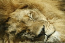 Sovande lejon