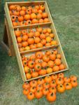 Small Pumpkins for sale