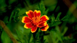 Orange petite fleur rouge
