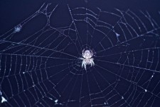 Spider And Spiderweb