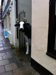 Vaca de la calle
