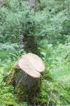 Stump of Sawn Tree