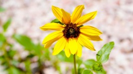 Sun Flower avec tige