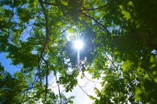 Sun durch Baum-Blätter