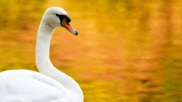 Swan in Autumn