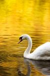 Swan no outono