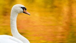 Cisne en otoño