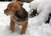 Terrier Puppy în zăpadă