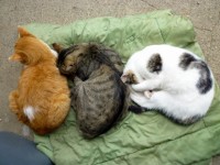 Tres gatos durmiendo