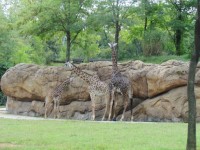 Tre Giraffer