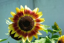 Floarea-soarelui