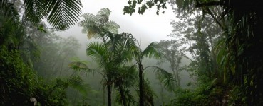 熱帯雨林のジャングル
