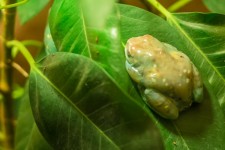 Tropikalna żaba