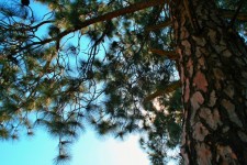 Trunk and branches of pine tree