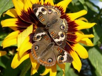 Twee vlinders op zonnebloem