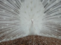 Peacock alb