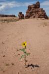 Wildflower em Utah Desert