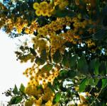 Flores de acacia amarillo con rayos de s
