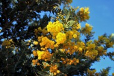 Flores de acacia amarillo