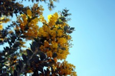 Flores del árbol de acacia amarilla