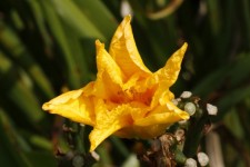 Yellow flower opening