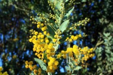 Flores amarillas de acacia