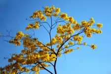 Yellow tabebuia flowers against sky