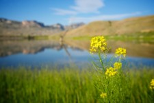 Wildflower amarillo Crece Lake