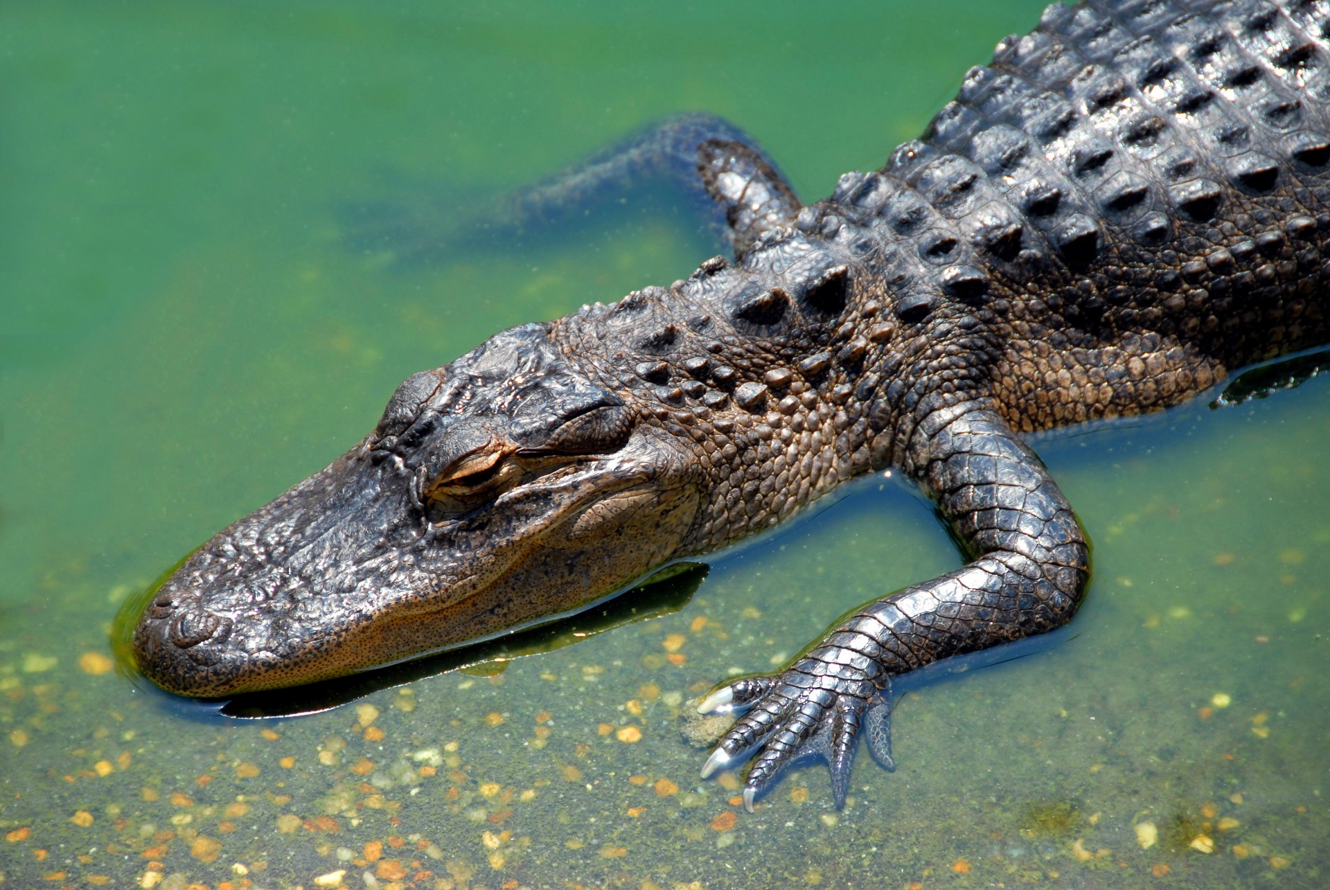 Alligator Free Stock Photo - Public Domain Pictures