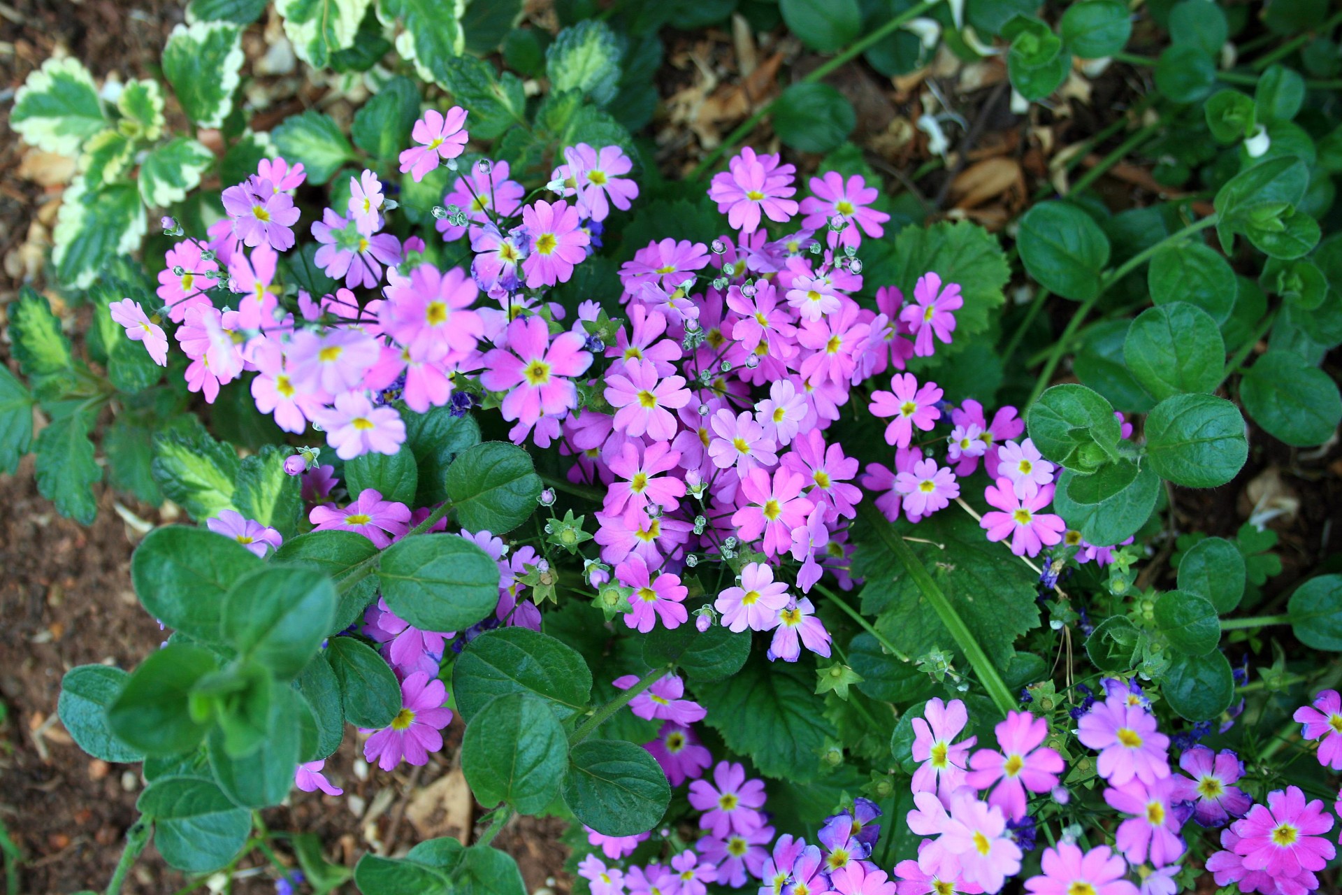 Bright Purple Flowers Free Stock Photo - Public Domain Pictures