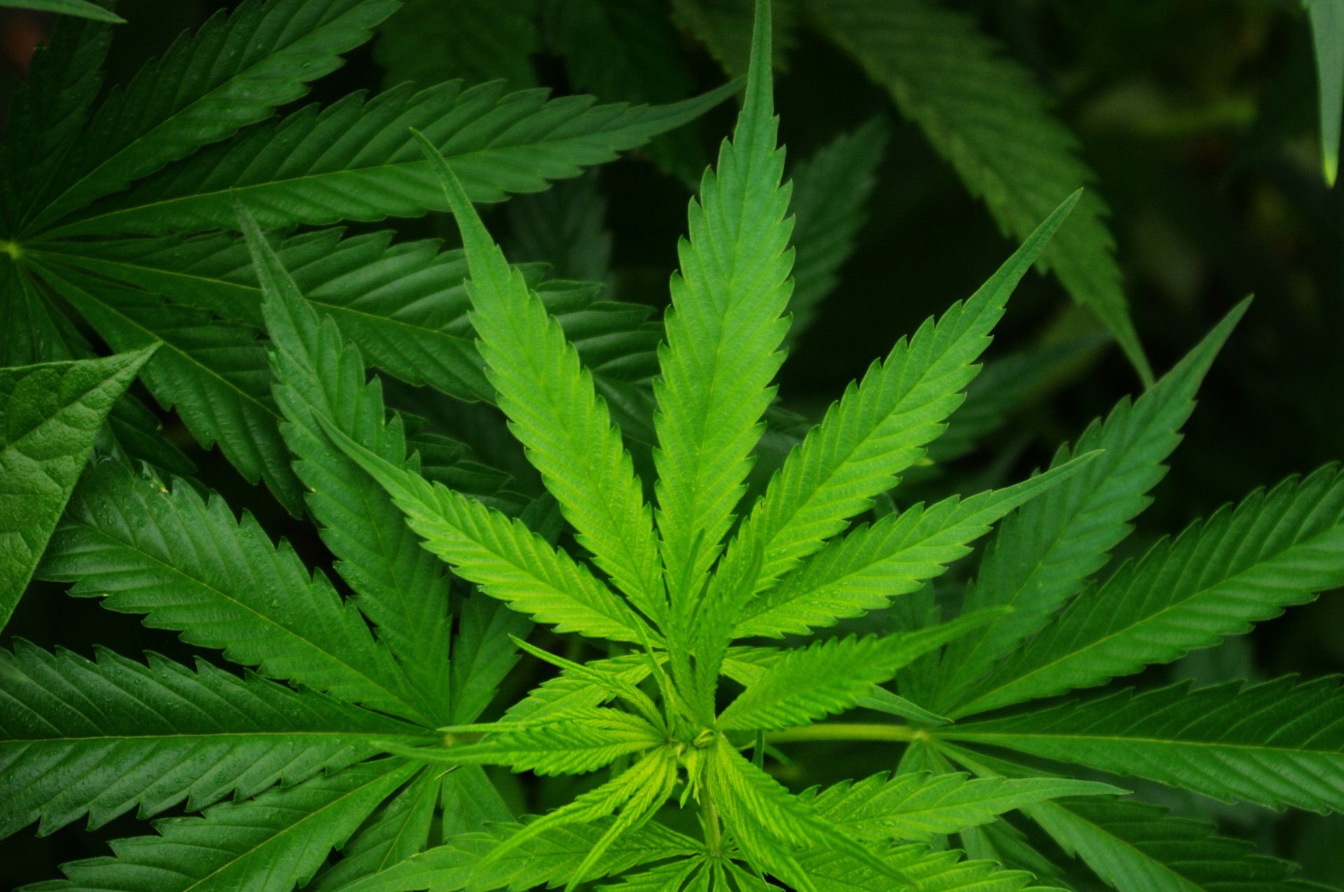 Cannabis sativa foglia