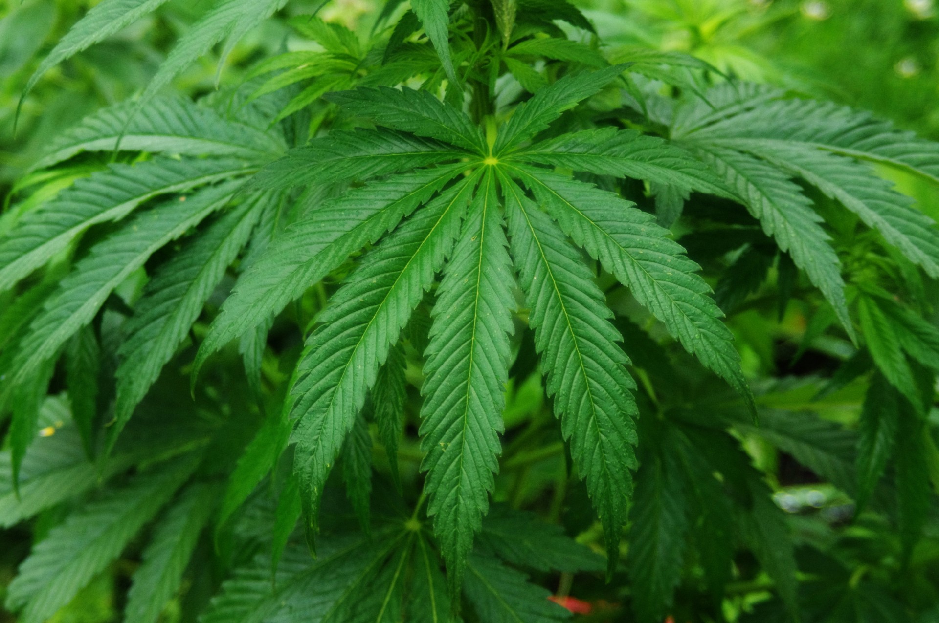 Planta Cannabis sativa
