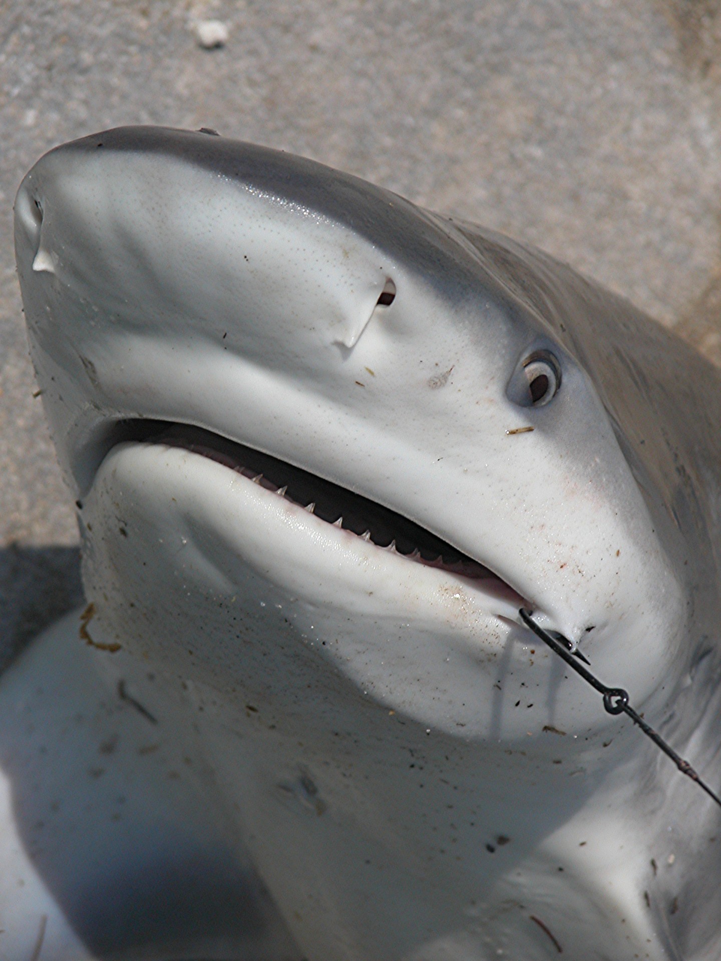 Shark Captura de lanzamiento Stock de Foto gratis - Public Domain Pictures