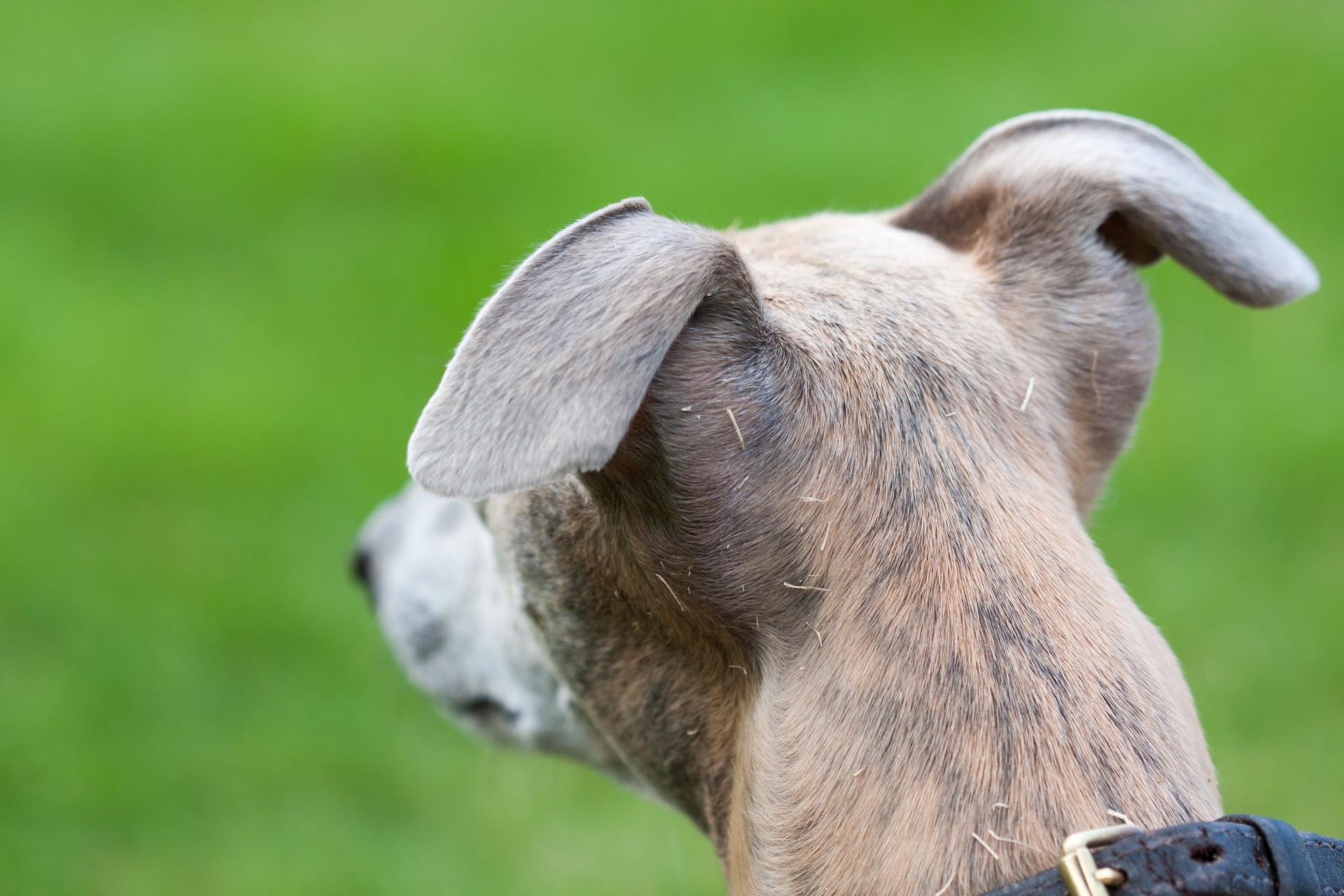 dog-ears-free-stock-photo-public-domain-pictures