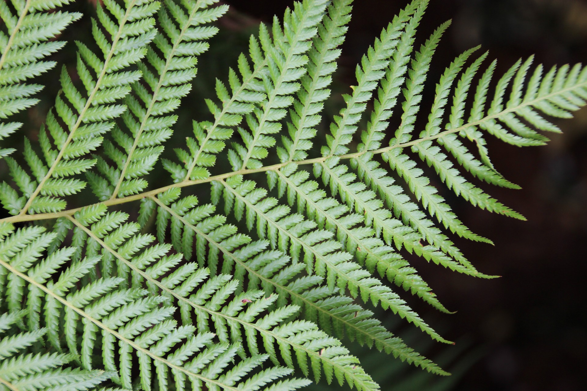 Fern Leaf Free Stock Photo - Public Domain Pictures