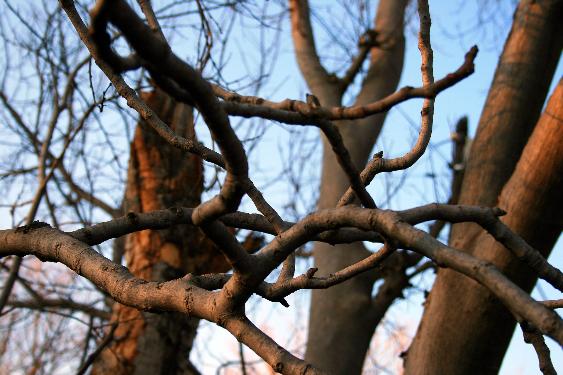 Fig Tree Branches Free Stock Photo - Public Domain Pictures