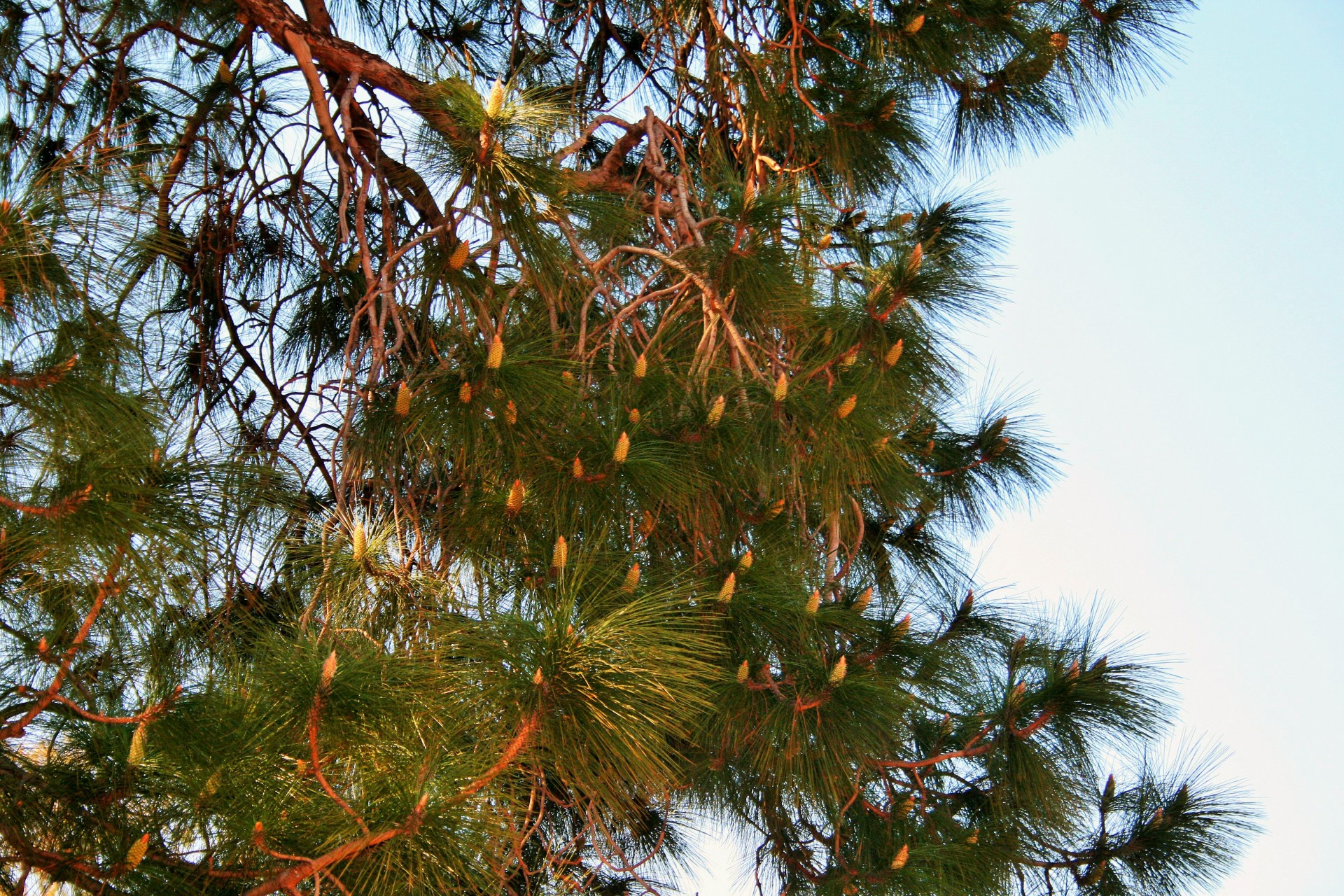 Flowering Pine Tree
