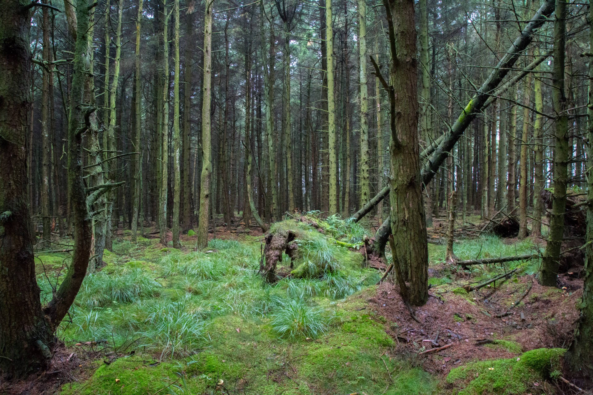 forest - photo #24