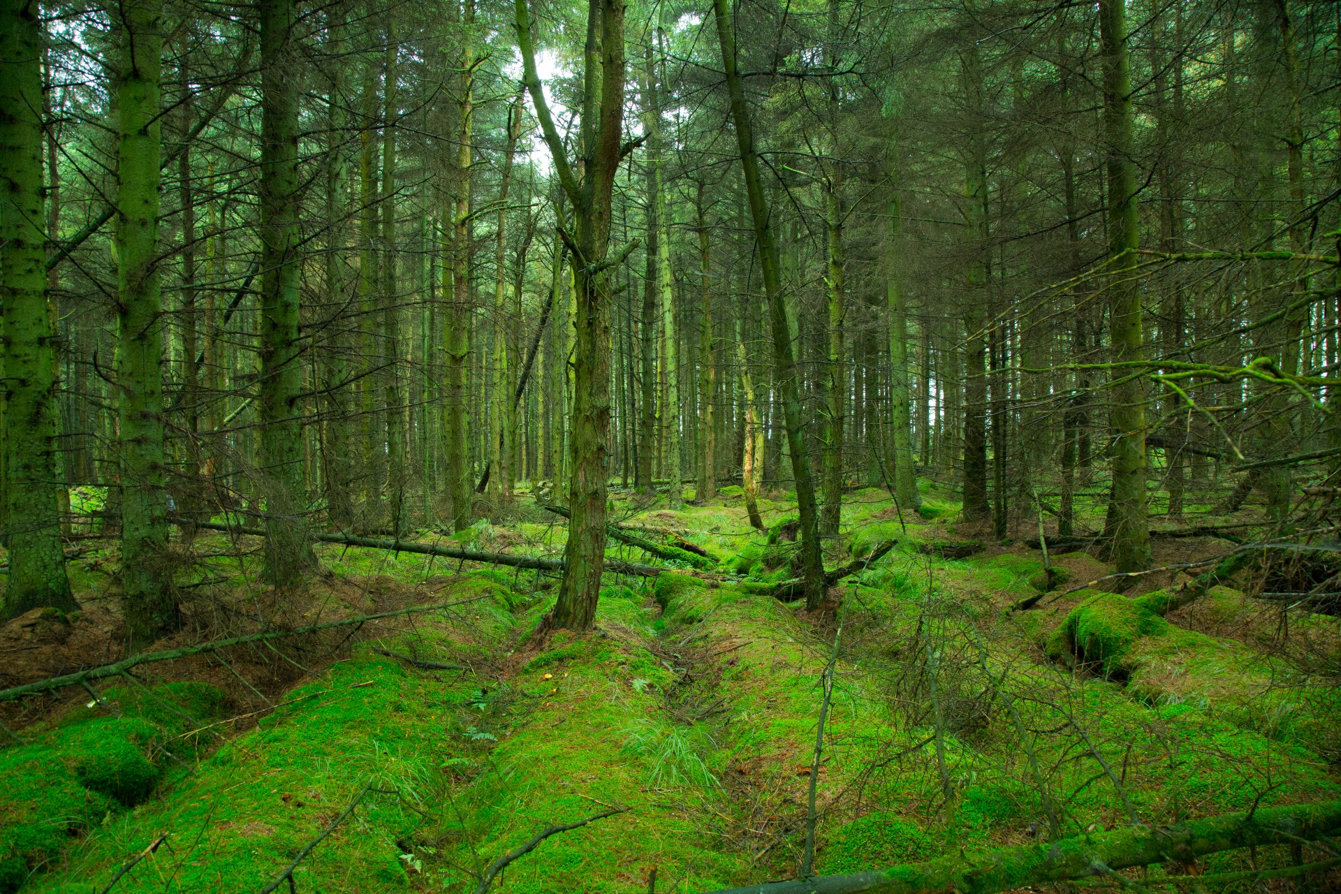 Forest Free Stock Photo - Public Domain Pictures