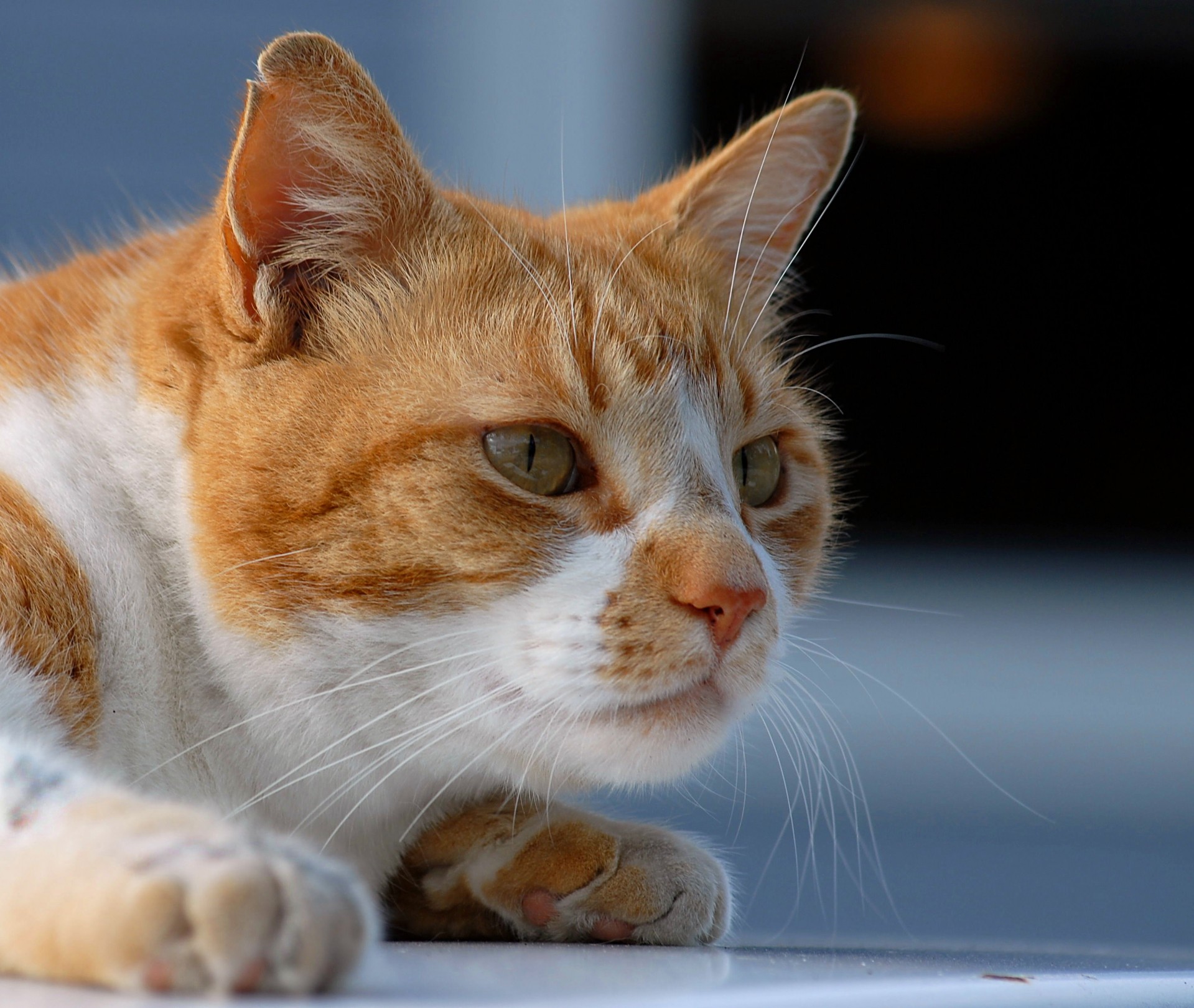 Ginger Cat Profile Free Stock Photo - Public Domain Pictures